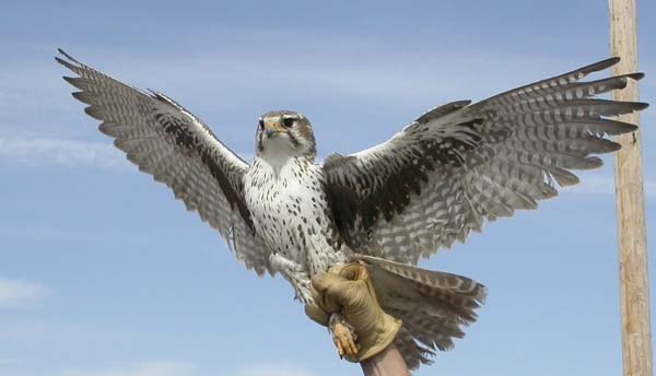 Prairie Falcon | Falco mexicanus photo