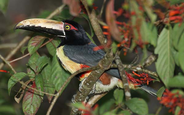 Collared Aracari | Pteroglossus torquatus photo