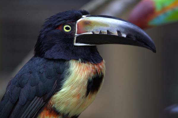 Collared Aracari | Pteroglossus torquatus photo