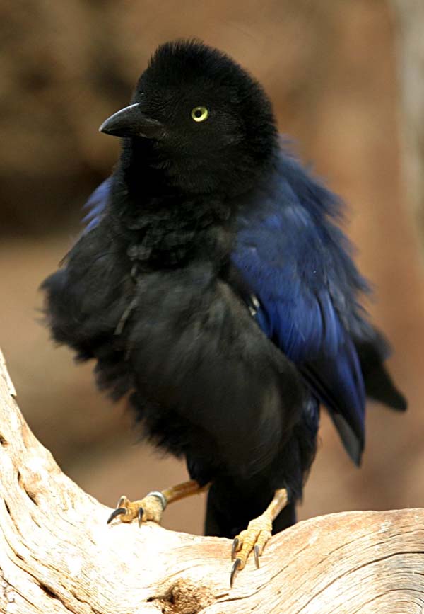 Purplish-backed Jay | Cyanocorax beecheii photo