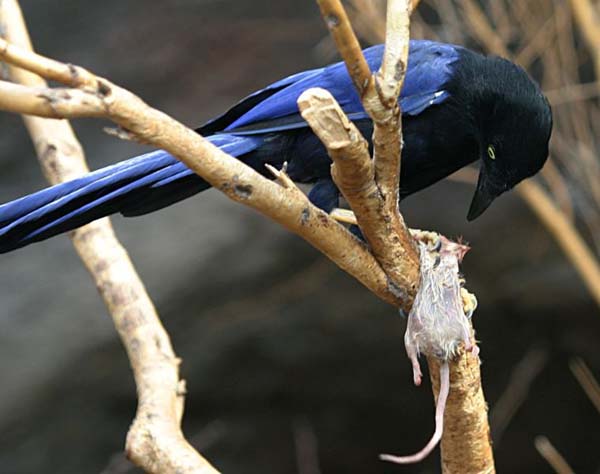 Purplish-backed Jay | Cyanocorax beecheii photo