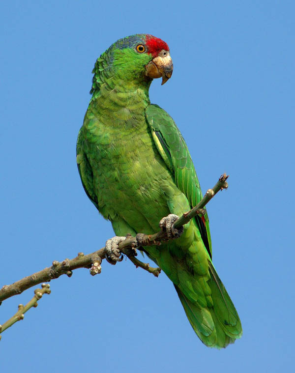 Red-crowned Parrot | Amazona viridigenalis photo