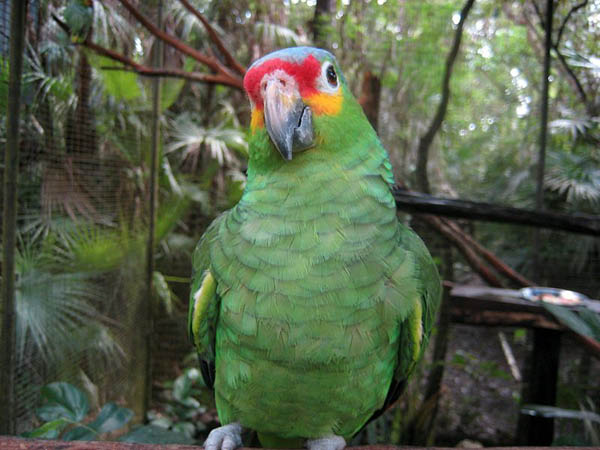 Red-lored Parrot | Amazona autumnalis photo