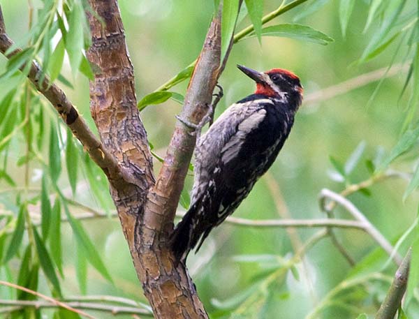 Red-naped Sapsucker | Sphyrapicus nuchalis photo