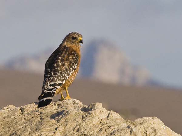 Red-shouldered Hawk | Buteo lineatus photo