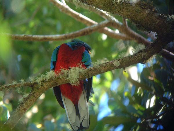 Resplendent Quetzal | Pharomachrus mocinno photo