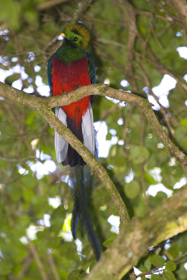 Resplendent Quetzal | Pharomachrus mocinno photo