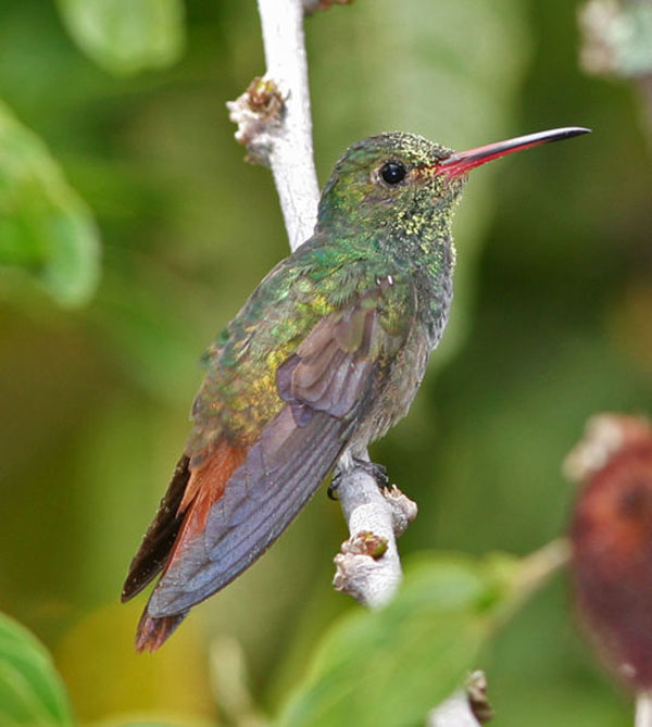 Rufous-tailed Hummingbird | Amazilia tzacatl photo