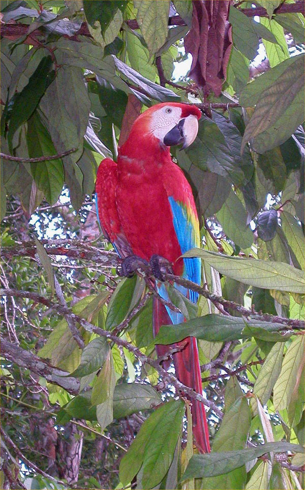 Scarlet Macaw | Ara macao photo