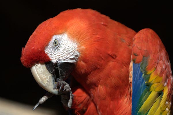 Scarlet Macaw | Ara macao photo