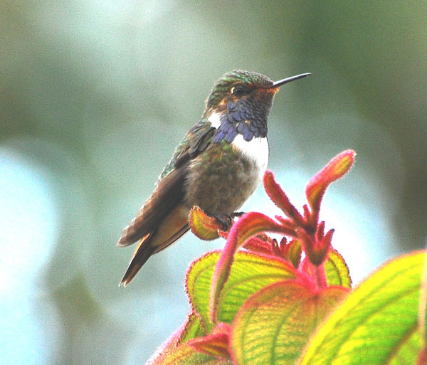 Volcano Hummingbird | Selasphorus flammula photo