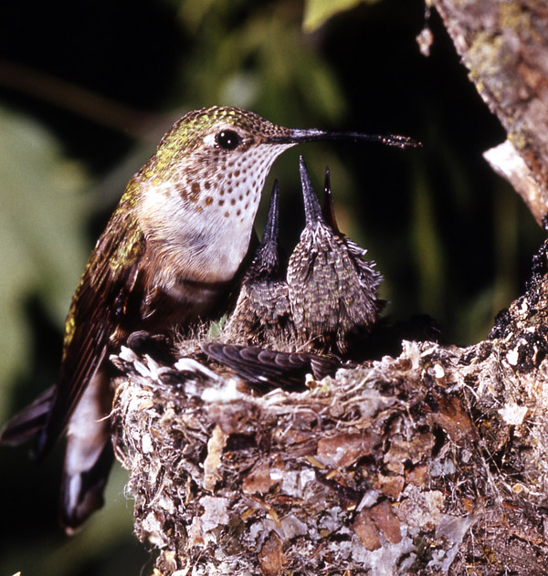 Broad-tailed Hummingbird | Selasphorus platycercus photo