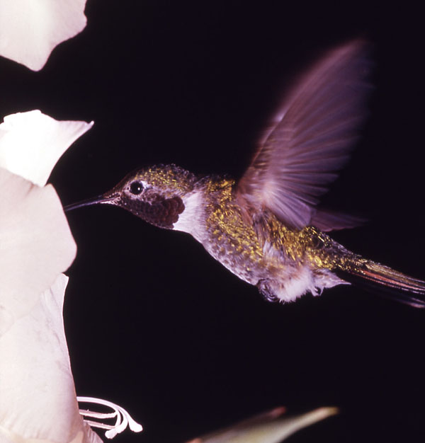 Broad-tailed Hummingbird | Selasphorus platycercus photo