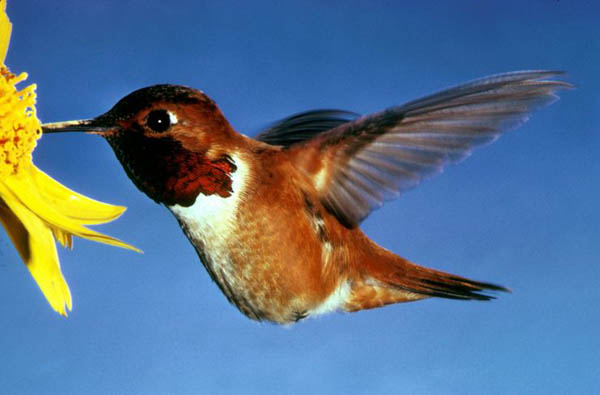 Rufous Hummingbird | Selasphorus rufus photo