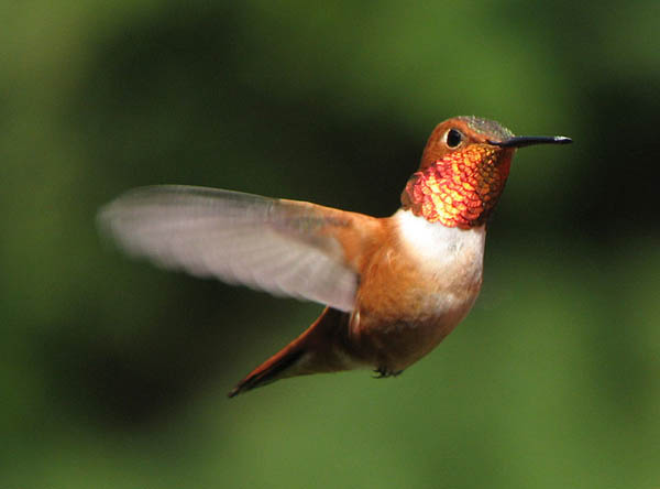 Rufous Hummingbird | Selasphorus rufus photo