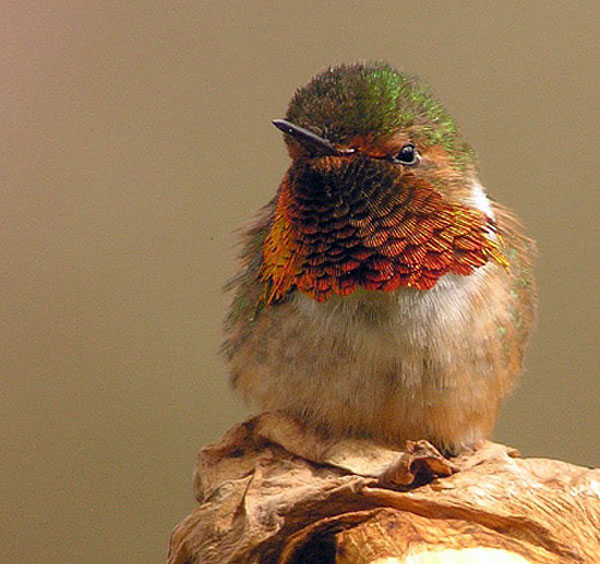 Scintillant Hummingbird | Selasphorus scintilla photo