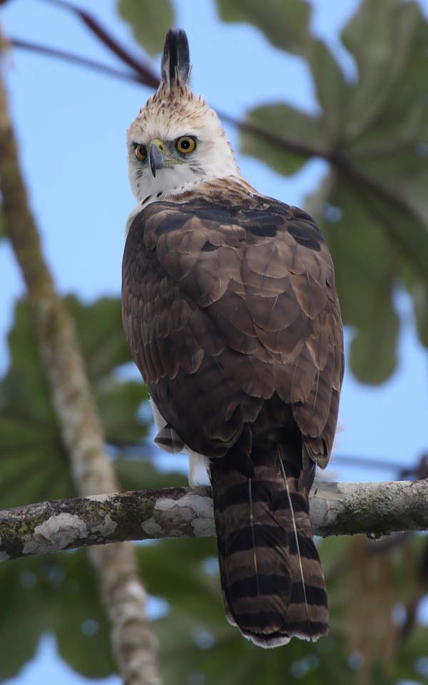 Ornate Hawk-Eagle | Spizaetus ornatus photo