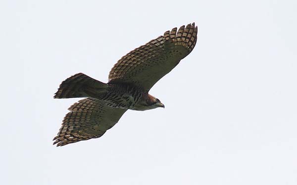 Ornate Hawk-Eagle | Spizaetus ornatus photo
