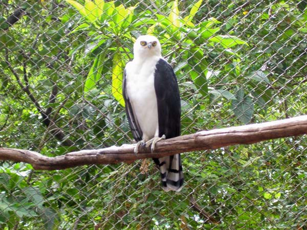 Black-and-white Hawk-Eagle | Spizastur melanoleucus photo