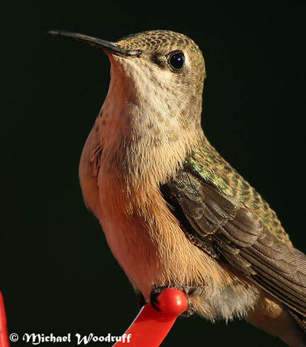 Calliope Hummingbird | Stellula calliope photo