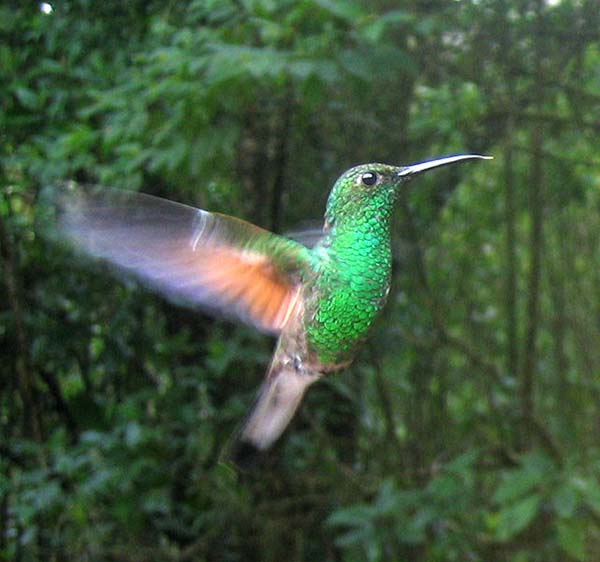 Stripe-tailed Hummingbird | Eupherusa eximia photo