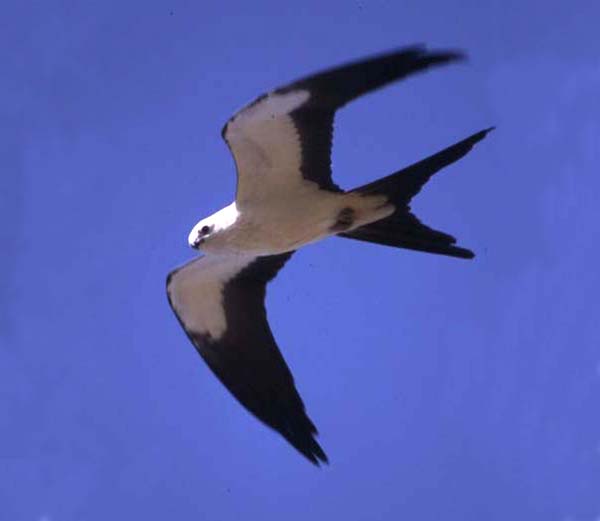 Swallow-tailed Kite | Elanoides forficatus photo