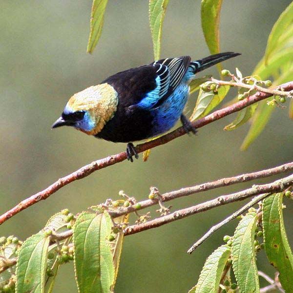 Golden-hooded Tanager | Tangara larvata photo