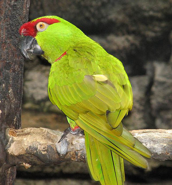 Thick-billed Parrot | Rhynchopsitta pachyrhyncha photo