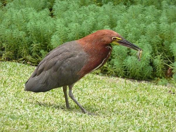 Rufescent Tiger-Heron | Tigrisoma lineatum photo