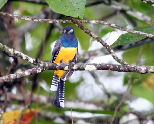 Violaceous Trogon | Trogon violaceus photo