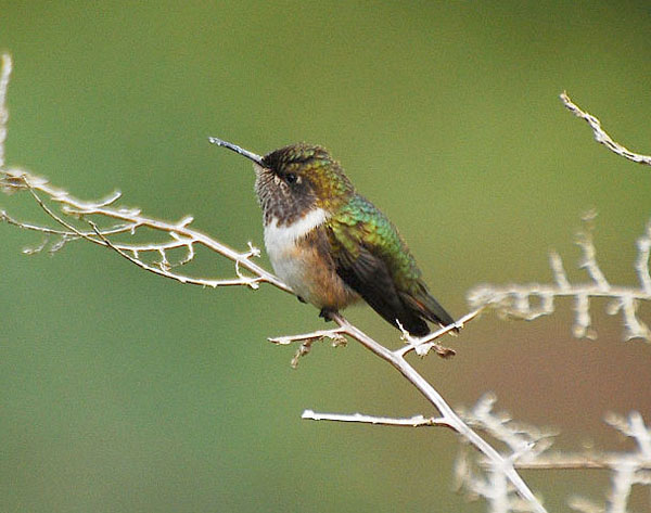 Volcano Hummingbird | Selasphorus flammula photo