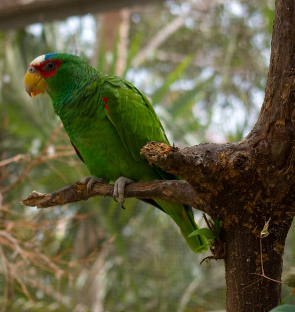 White-fronted Parrot | Amazona albifrons photo