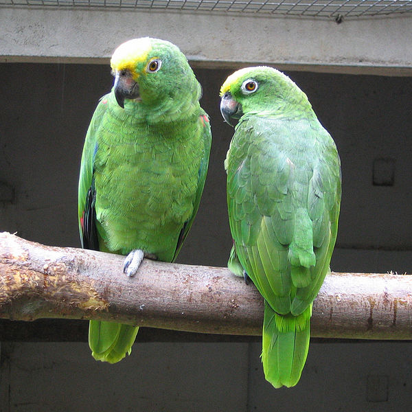 Yellow-crowned Parrot | Amazona ochrocephala photo