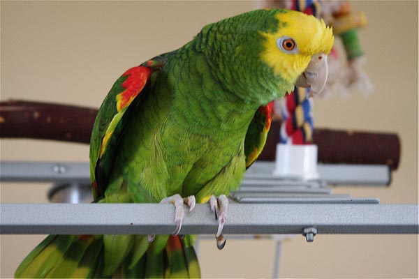 Yellow-headed Parrot | Amazona oratrix photo
