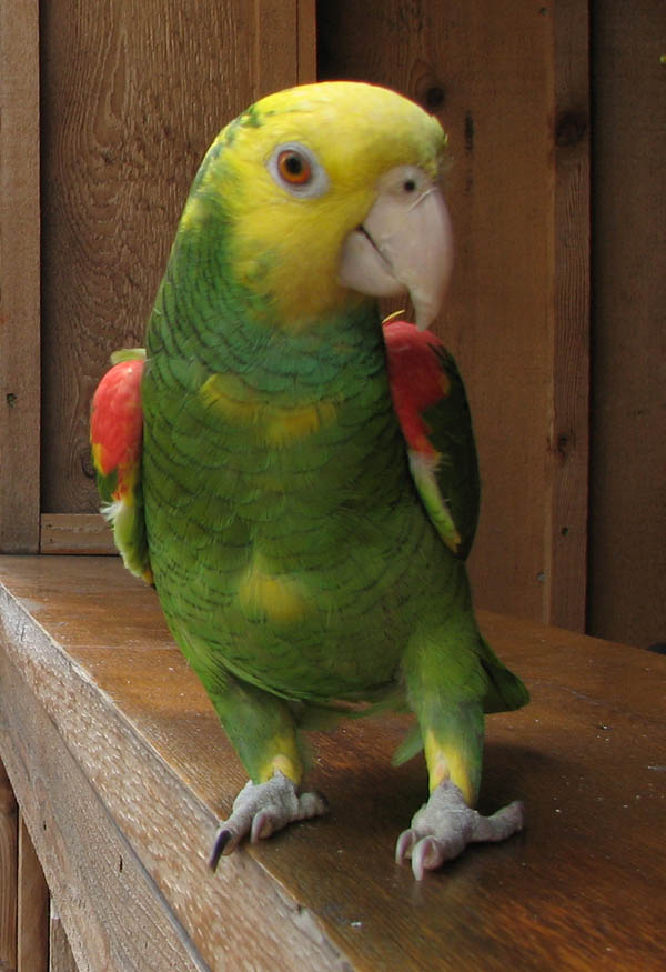 Yellowheaded Parrot Amazona oratrix Bird
