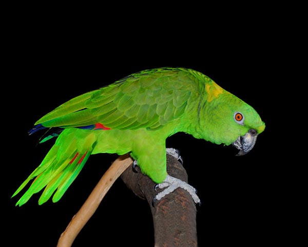 Yellow-naped Parrot | Amazona auropalliata photo