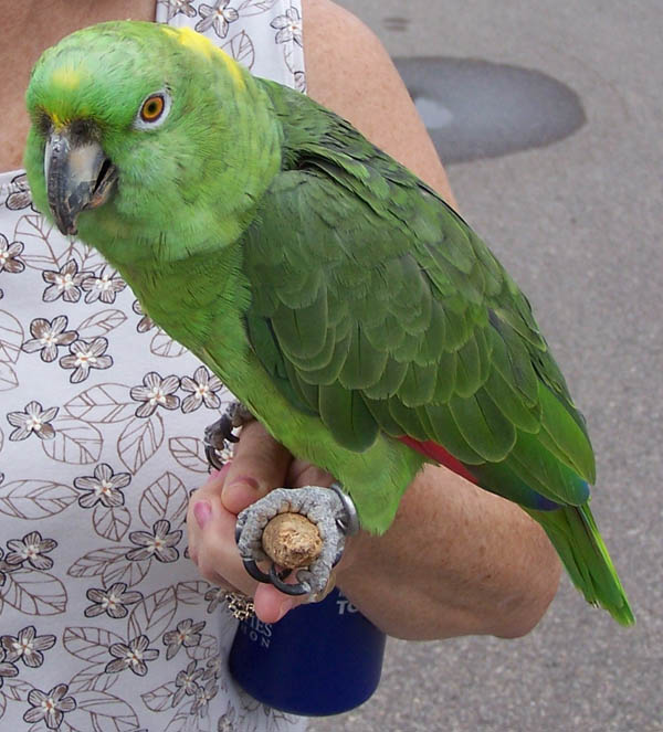 Yellow-naped Parrot | Amazona auropalliata photo