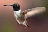 Black-chinned Hummingbird