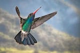 Broad-billed Hummingbird