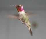 Anna's Hummingbird