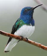 White-necked Jacobin