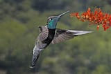 Magnificent Hummingbird