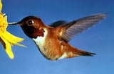 Rufous Hummingbird