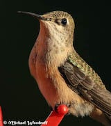 Calliope Hummingbird