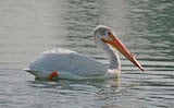 American White Pelican