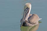 Brown Pelican