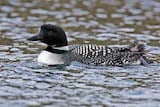 Common Loon