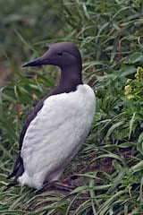 Common Murre