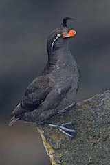 Crested Auklet