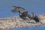 Double-crested Cormorant